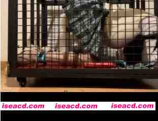 图片[3]-【视频/微重口】国产cc极限郊狼 电击放置 炮击 导尿 排泄控制 赞助内购系列 [16V 17P]【1.1G】-嘤嘤怪之家